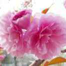 小阳学校       薛红果